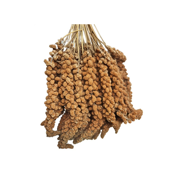 Biyologun Kuş Evi Kızıl Dal Darı (1. Kalite)
