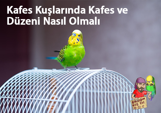 Kafes Kuşlarında Kafes ve Düzeni Nasıl Olmalı