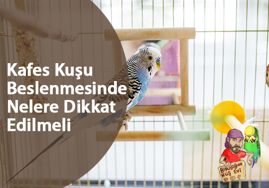Kafes Kuşu Beslenmesinde Nelere Dikkat Edilmeli